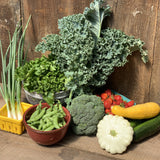 CSA Summer Full Share (2026)