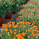 Fall Mums