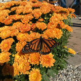 Fall Mums