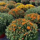 Fall Mums