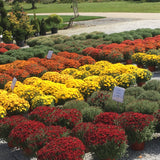 Fall Mums