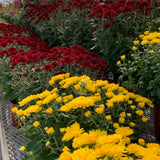 Fall Mums