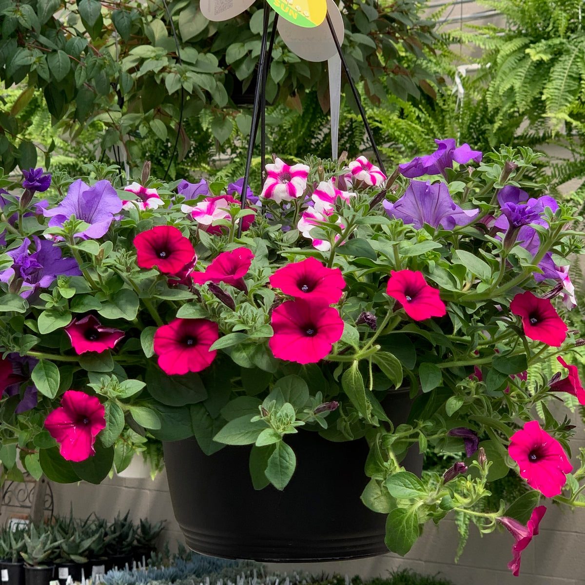 Hanging Baskets – Miller Plant Farm