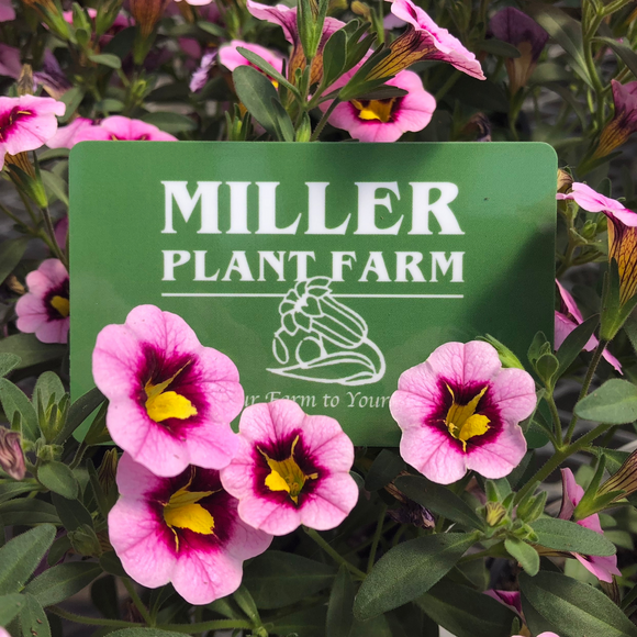 Gift Card with Pink Calibrachoa flowers