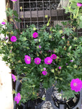 Hardy Geranium/Cranesbill