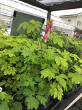Dicentra/Bleeding Heart