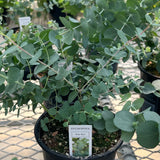 Eucalyptus
