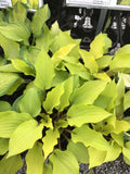 Hosta