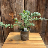 Eucalyptus