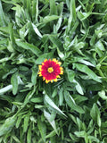 Coreopsis/Tickseed