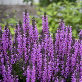 Salvia