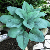 Hosta