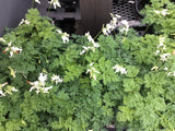 Dicentra/Bleeding Heart