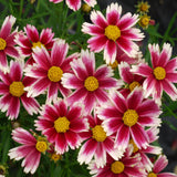 Coreopsis/Tickseed Li'l Bang Series