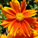 Coreopsis/Tickseed Li'l Bang Series