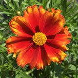Coreopsis/Tickseed Li'l Bang Series