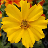 Coreopsis/Tickseed Li'l Bang Series