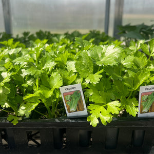 Celery Plants