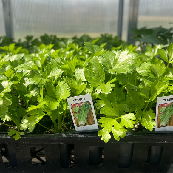 Celery Plants