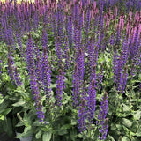 Salvia