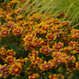 Coreopsis/Tickseed Li'l Bang Series