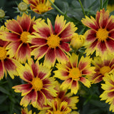 Coreopsis/Tickseed Li'l Bang Series