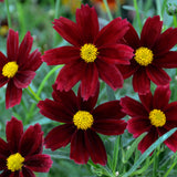 Coreopsis/Tickseed Li'l Bang Series