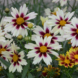 Coreopsis/Tickseed Li'l Bang Series