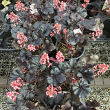 Heuchera/Coral Bells Timeless Series
