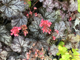 Heuchera/Coral Bells Timeless Series