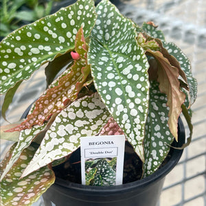 Double Dot Begonia