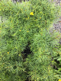 Coreopsis/Tickseed