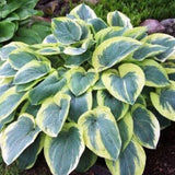 Hosta
