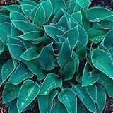 Hosta