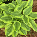 Hosta