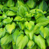 Hosta