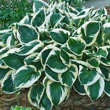 Hosta