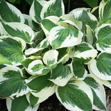 Hosta