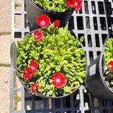 Delosperma/Ice Plant FlashMob Series