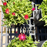 Delosperma/Ice Plant FlashMob Series