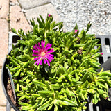 Delosperma/Ice Plant FlashMob Series