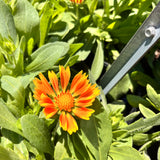 Gaillardia/ Blanket Flower Spintop Series
