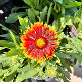 Gaillardia/ Blanket Flower Spintop Series