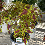 Sun Coleus Hybrids