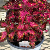 Sun Coleus Hybrids