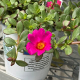 Purslane