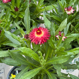 Bracteantha