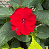 SunPatiens