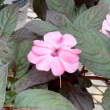 SunPatiens