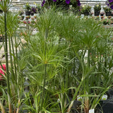 Papyrus Grass